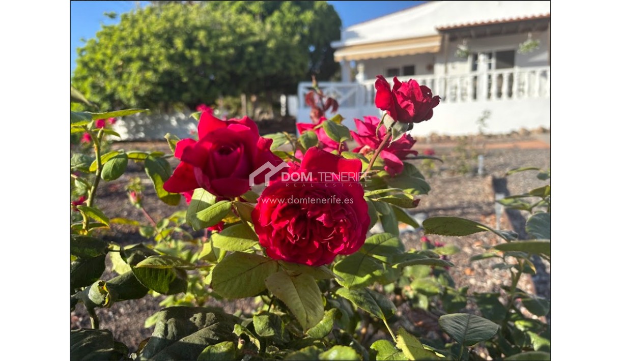 Revente - Maison rustique / terrain rustique -
Guía de Isora  - Piedra Hincada