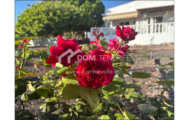 Revente - Maison rustique / terrain rustique -
Guía de Isora  - Piedra Hincada