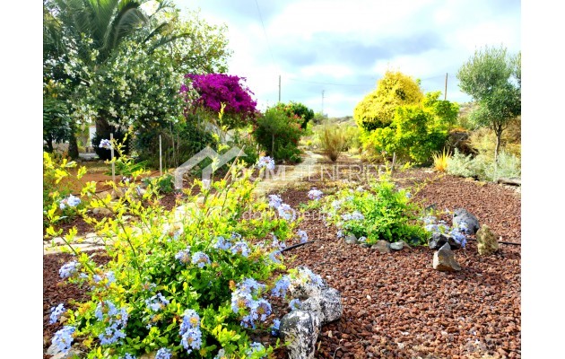 Revente - Maison rustique / terrain rustique -
Guía de Isora  - Piedra Hincada