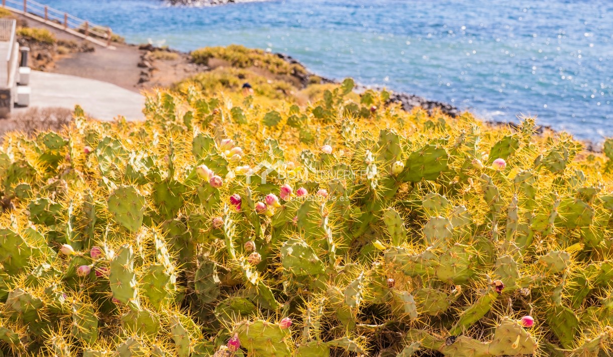 Location courte durée - Villa -
San Miguel de Abona - Amarilla Golf